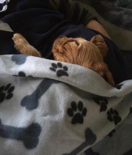 Love my cuddles and naps!