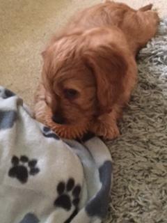 Having fun with my new ball toy