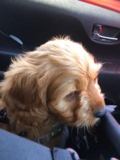 On our way home from the kennels to Smarties new home with Mrs Davies